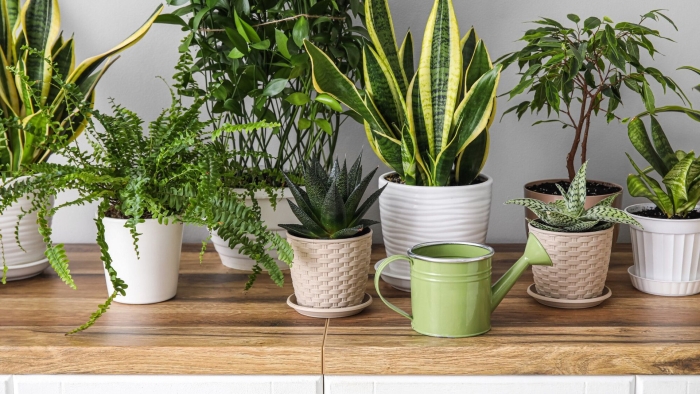 Комнатное растение