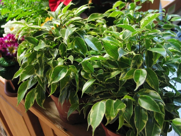 Декоративно лиственные комнатные растения