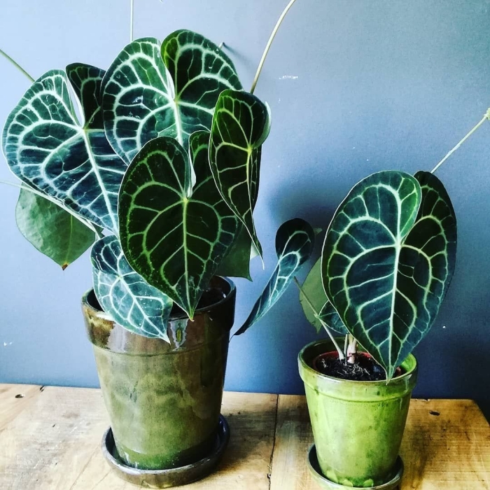 Антуриум кларинервиум хрустальный