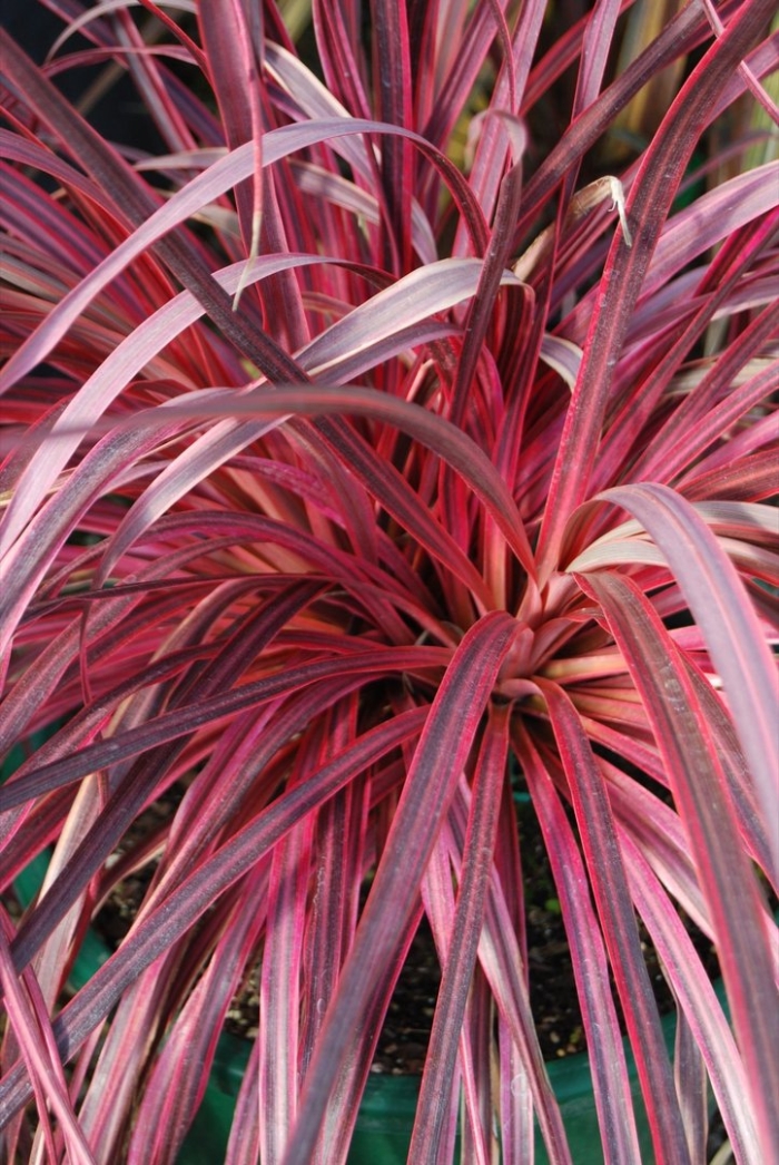 Кордилина кустарниковая