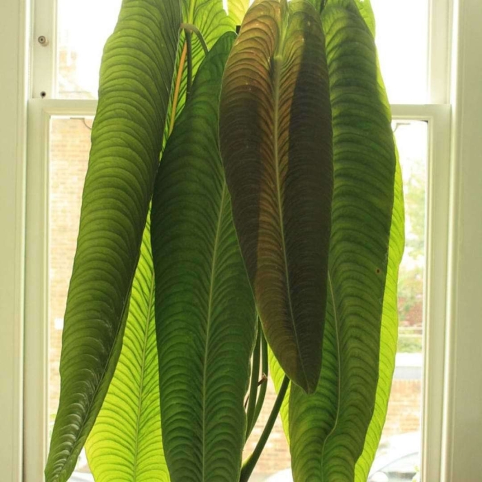 Антуриум veitchii