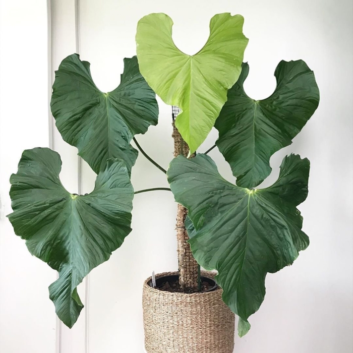 Антуриум balaoanum