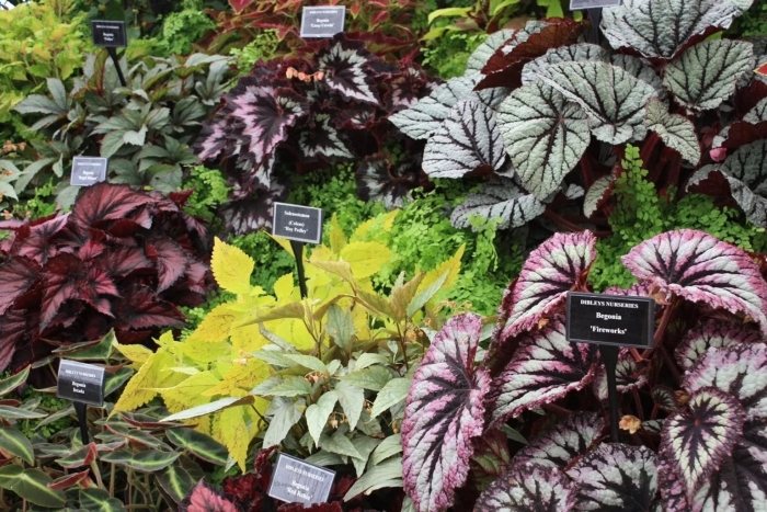 Бегония декоративнолиственная королевская