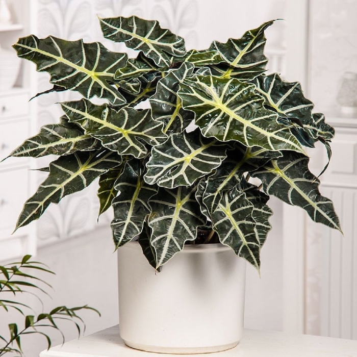 Алоказия полли