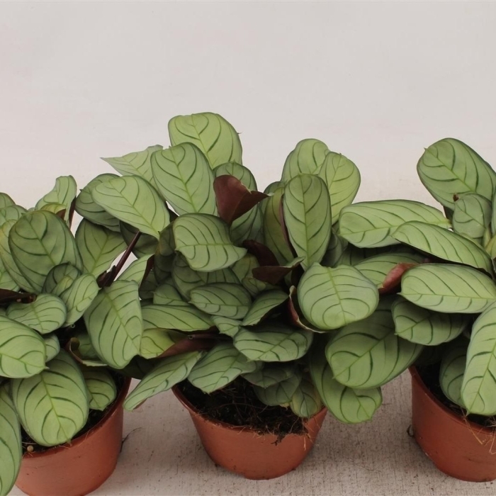 Ктенанта burle-marxii amagris