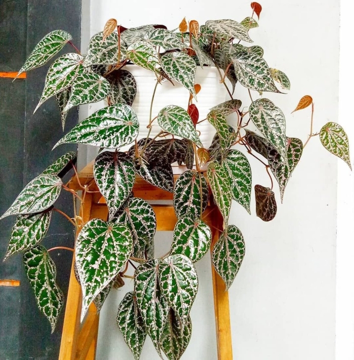 Пипер орнатум