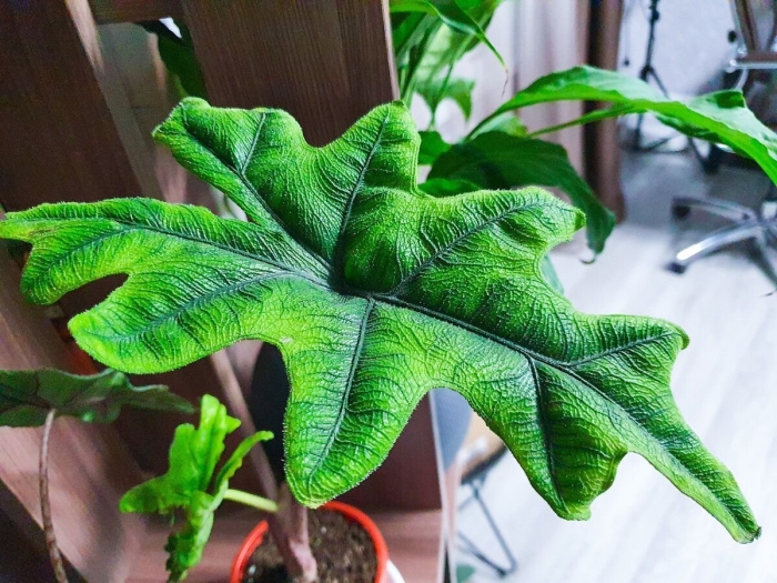 Алоказия жаклин