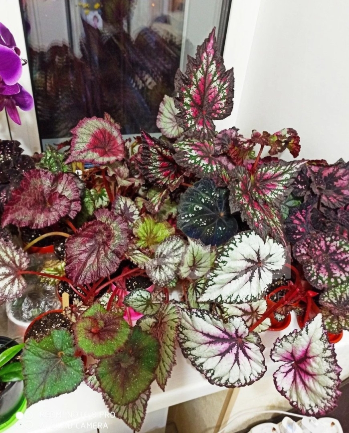 Бегония декоративная лиственная