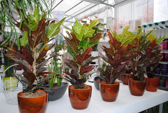 Кодиеум пестрый