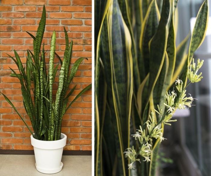 Сансевиерия трехлопастная лауренти