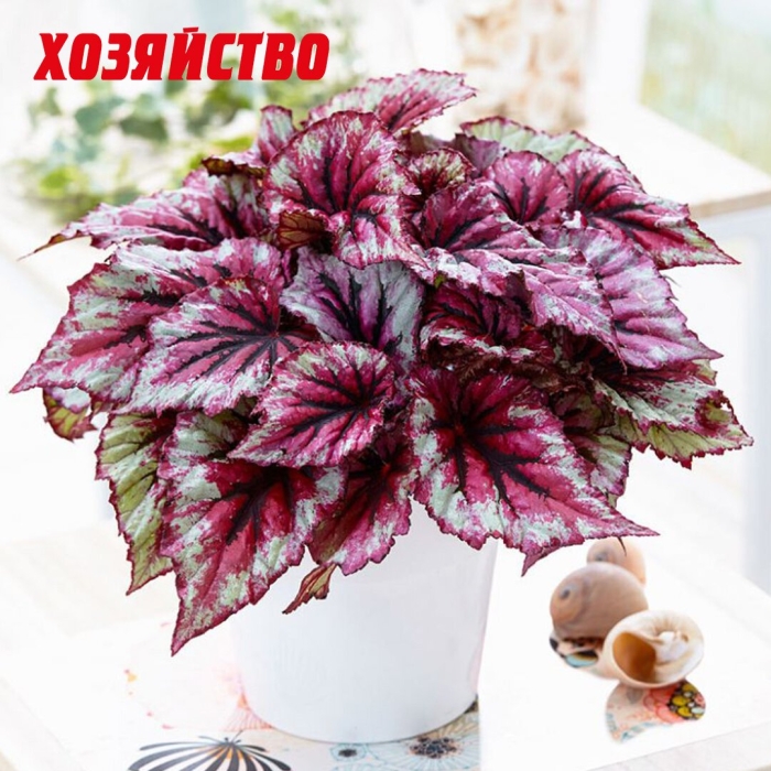 Бегония королевская рекс