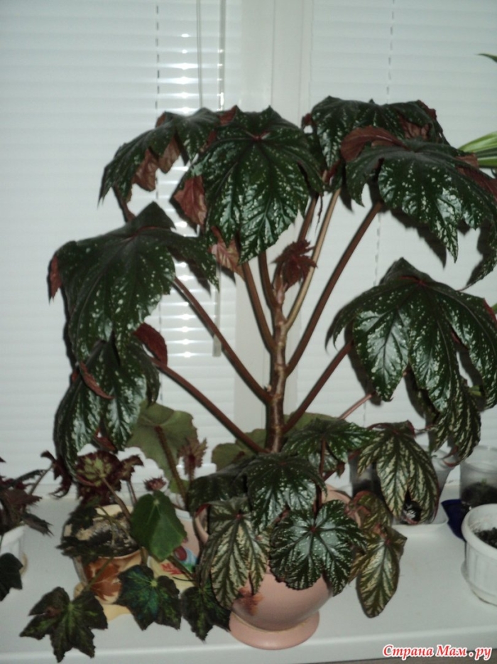 Бегония декоративнолиственная