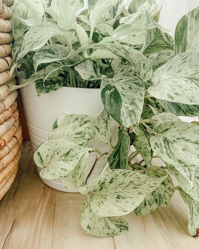 Эпипремнум марбл квин