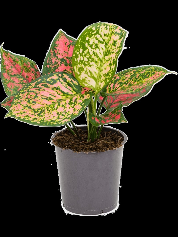 Комнатное растение аглаонема