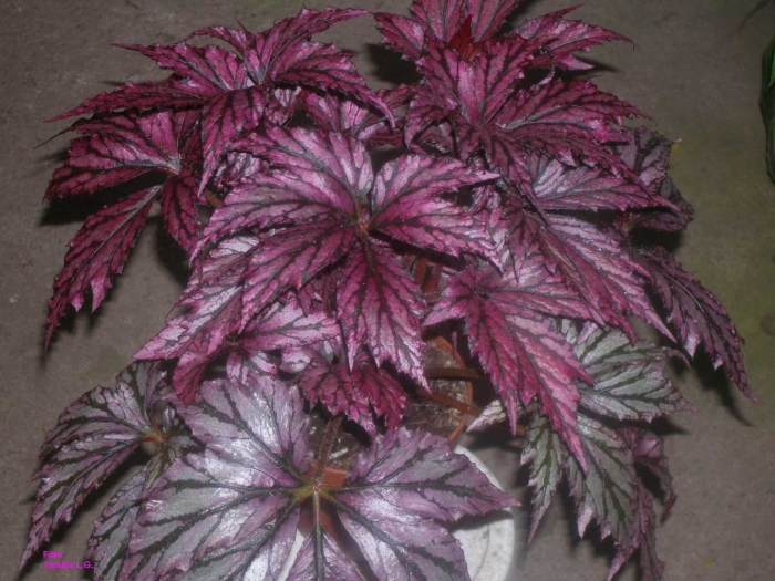 Бегония декоративнолиственная грифон