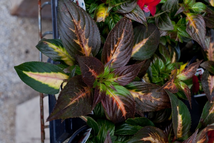 Декоративнолистные растения