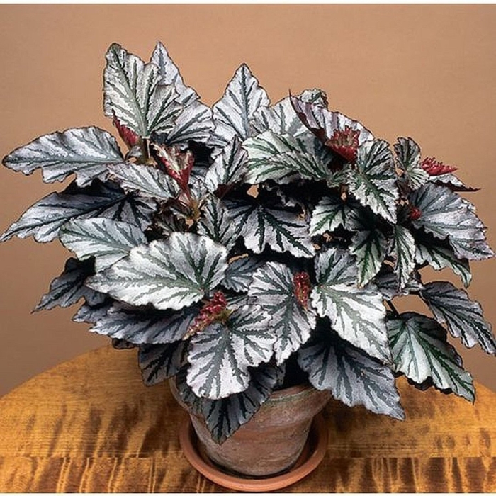 Бегония kismet