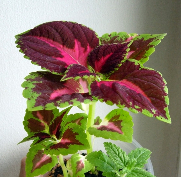 Колеус giant exhibition magma