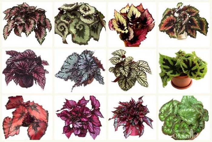 Комнатные растения бегония рекс