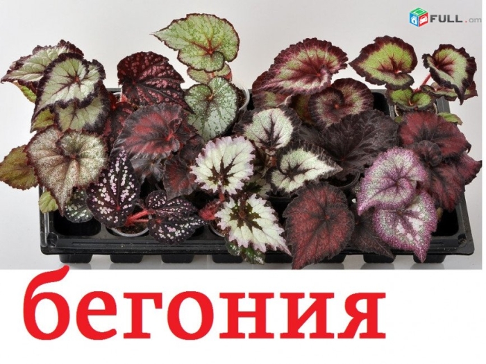 Бегония ds дольче вита
