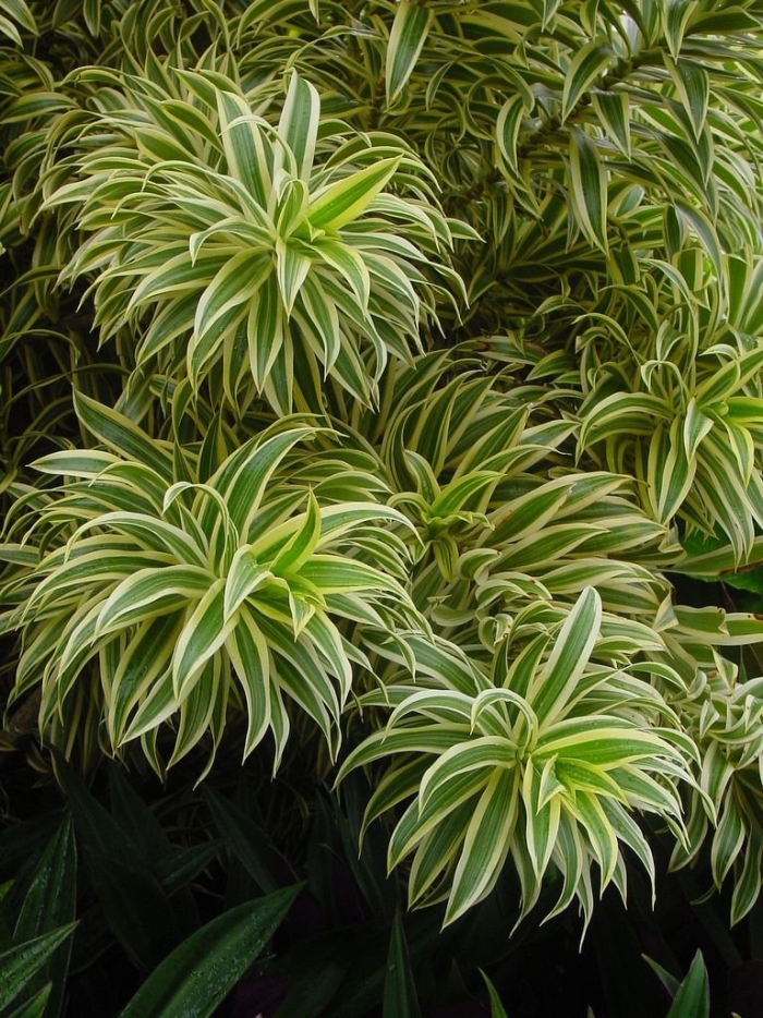 Dracaena reflexa