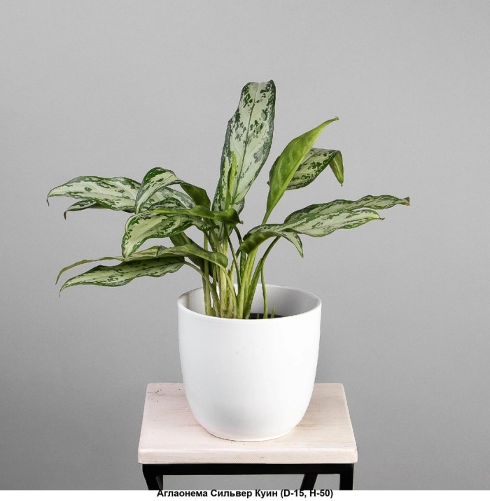 Аглаонема сильвер куин