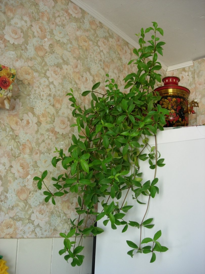 Пеперомия мутовчатая