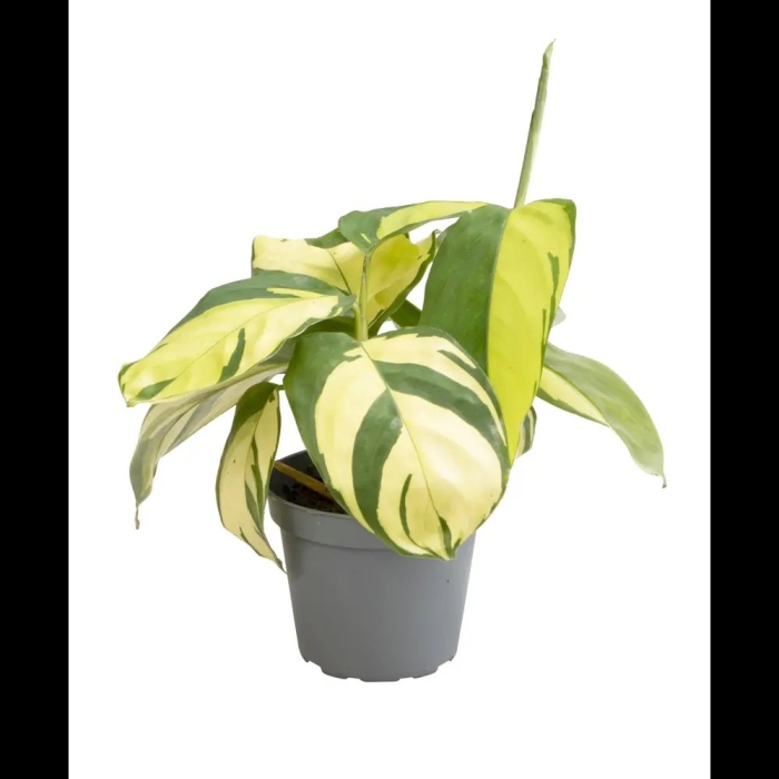 Ктенанта голден мозаик