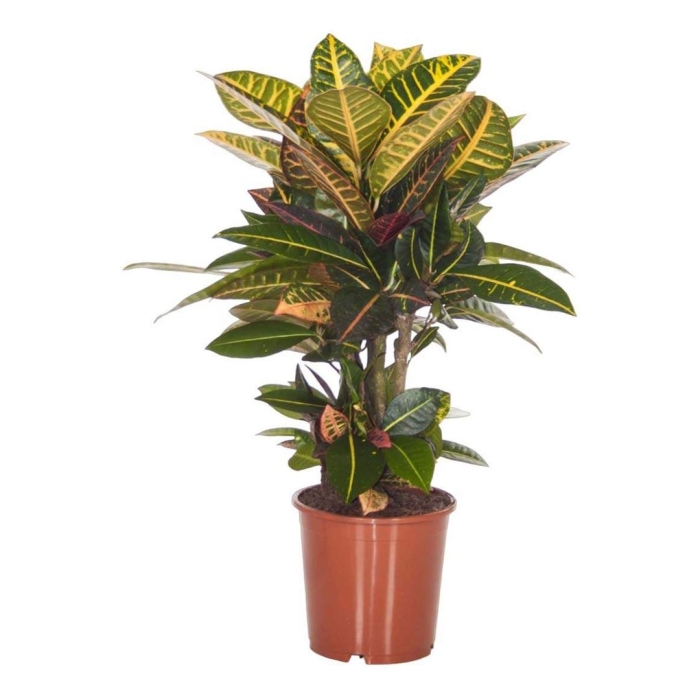 Кодиеум миссис айстон