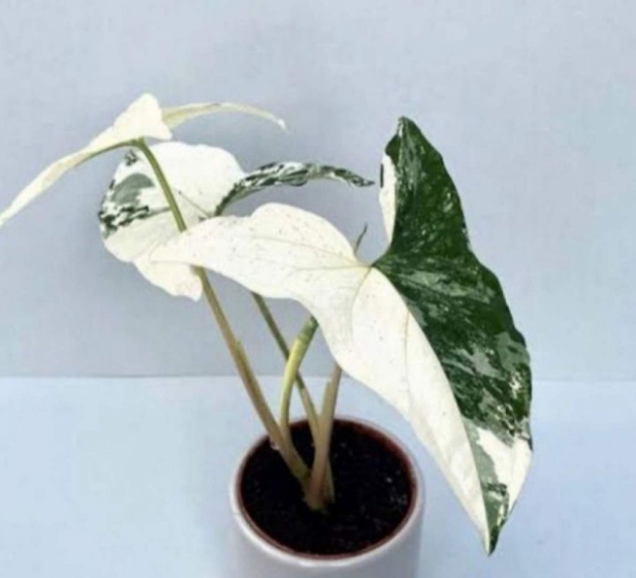 Сингониум albo variegata