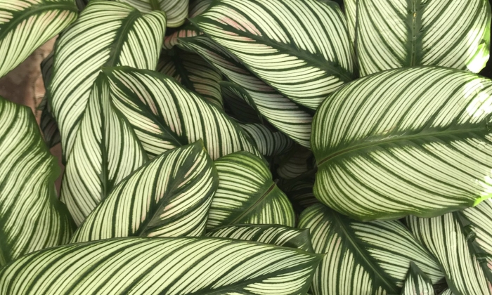 Ктенанта зебрина