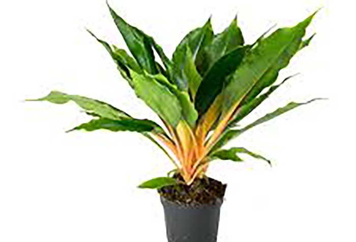 Хлорофитум оранж