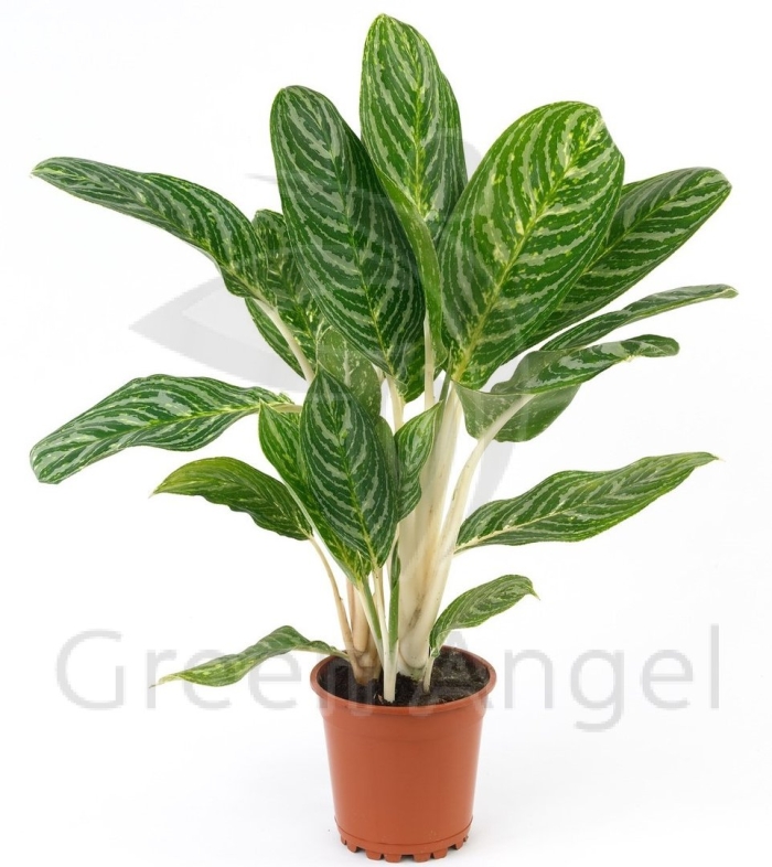 Аглаонема грин сан