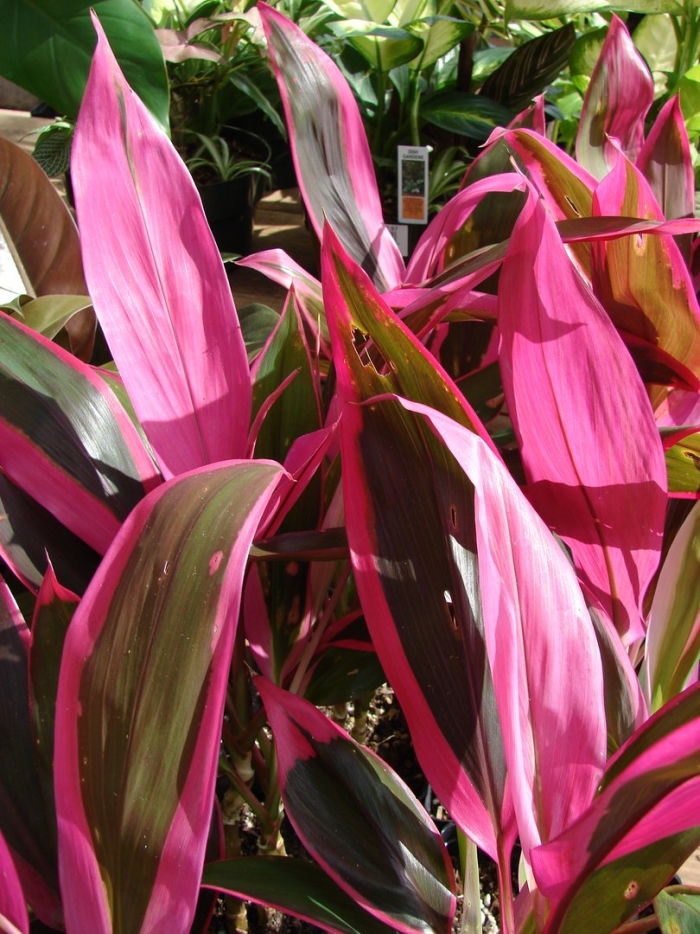 Кордилина фрутикоза