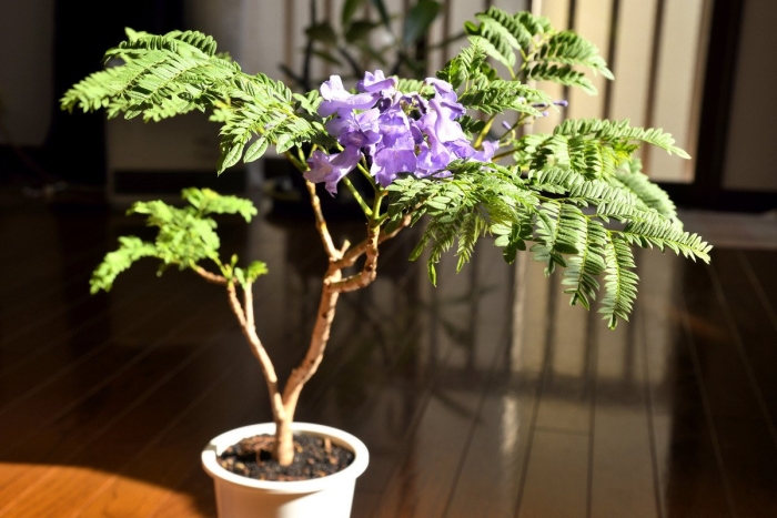 Жакаранда фиалковое дерево