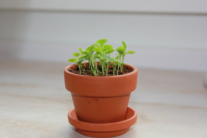 Петрушка кудрявая всходы