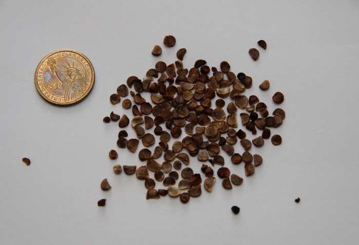 Iris сибирский семена