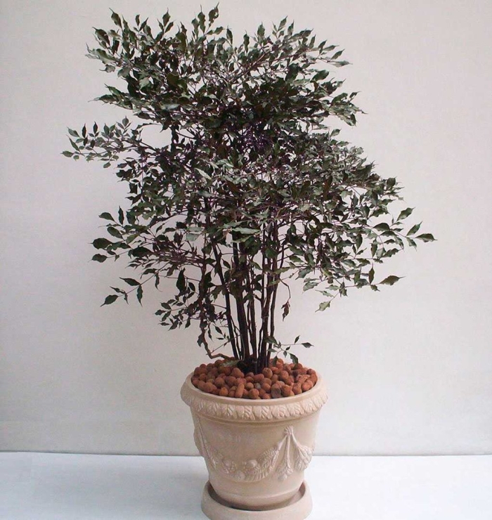 Растение комнатное