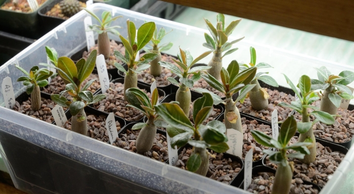 Адениум арабикум сеянцы