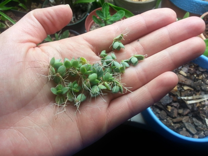 Суккулент каланхоэ