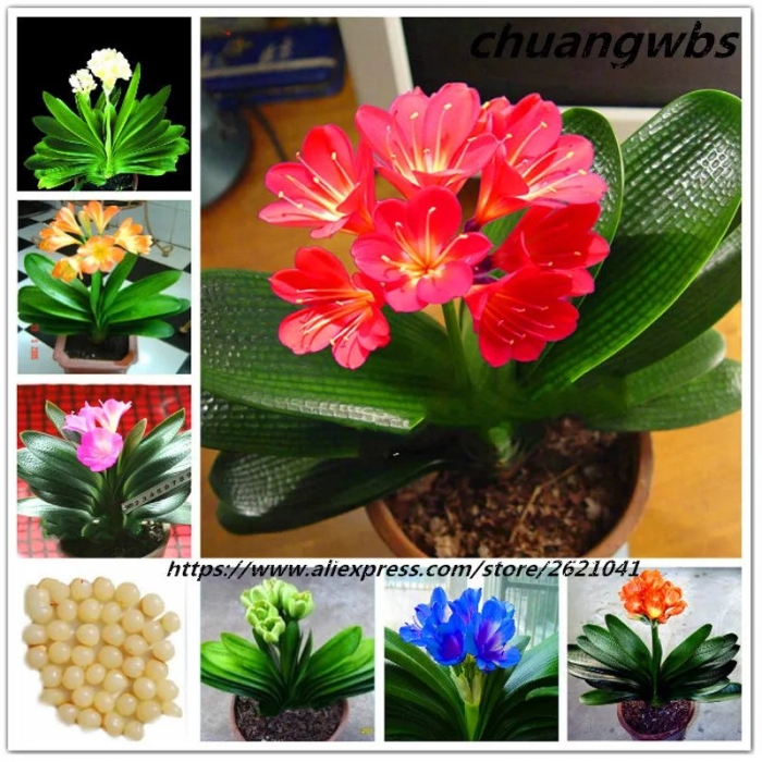 Кливия плант