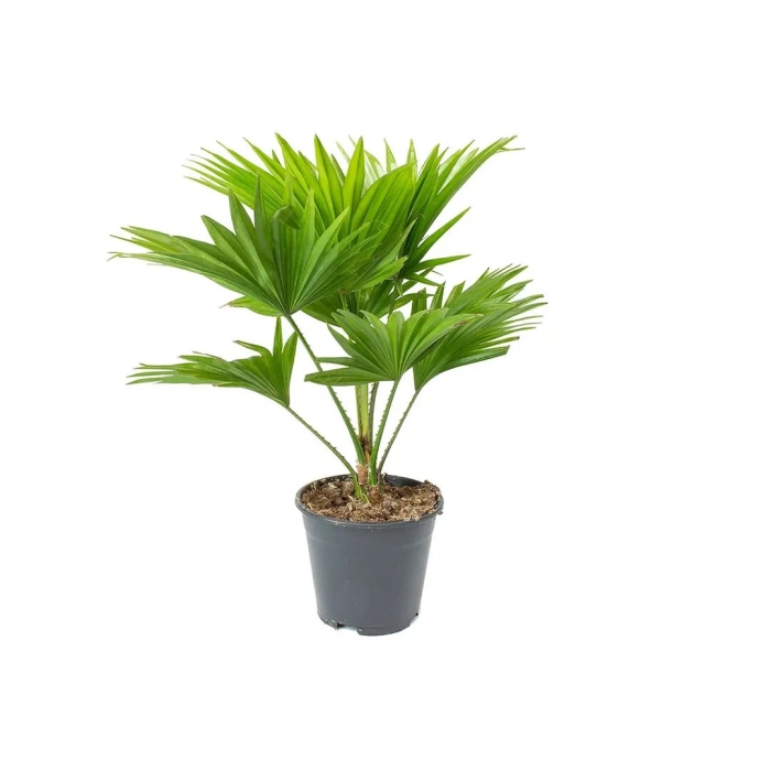 Ливистона круглолистная