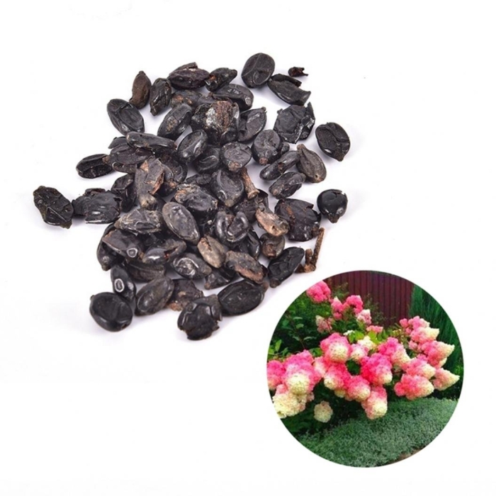 Гортензия метельчатая семена