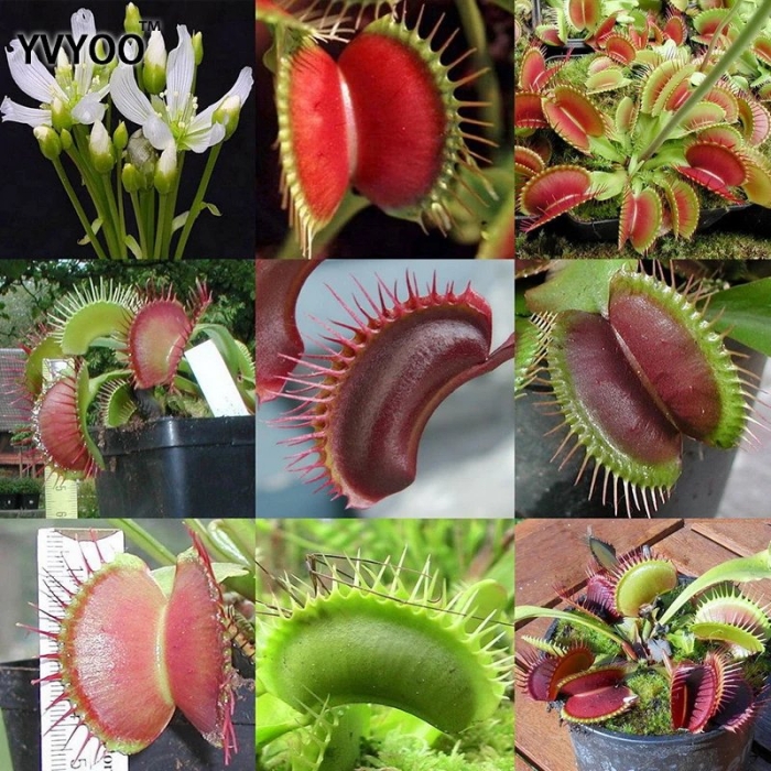 Цветок мухоловка