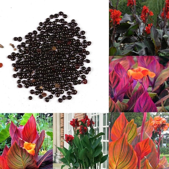 Канны цветы семена