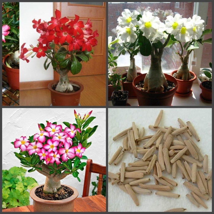 Адениум ростки