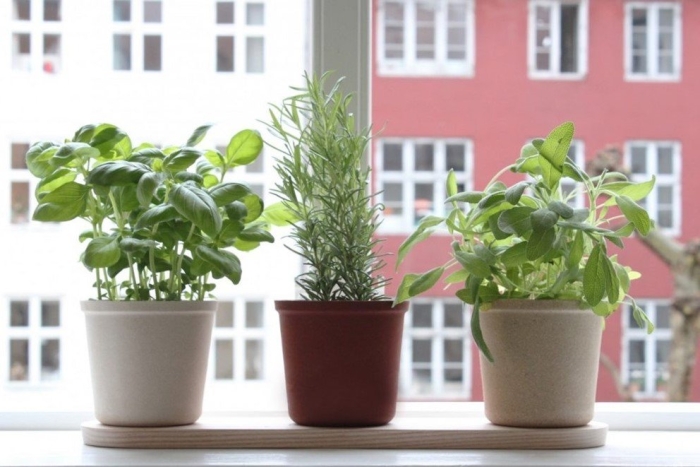 Для комнатных растений