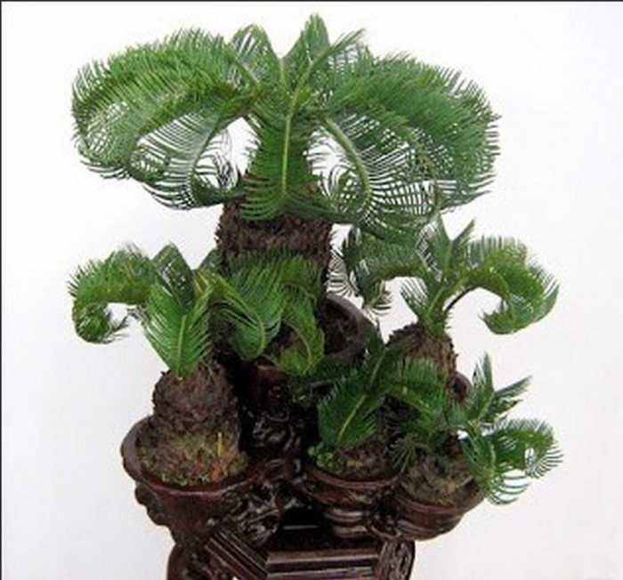 Цикас бонсай