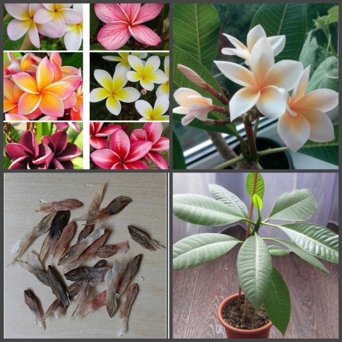 Плюмерия комнатное растение