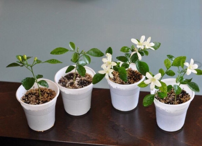 Мурайя комнатное растение